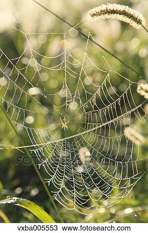 Stock Image - Spider Web. Fotosearch