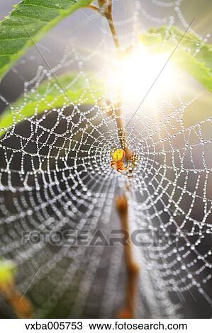 Spider Web View Large Photo Image Stock Image - Spider Web. Fotosearch
