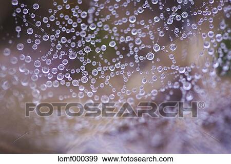 Spider Web View Large Photo Image Stock Photo - Spider Web. Fotosearch