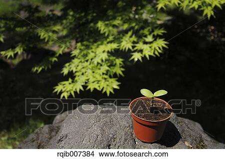 Sprouting leaves View Large Photo Image Picture - Sprouting leaves. Fotosearch