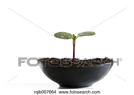 Sprouting leaves View Large Photo Image Picture - Sprouting leaves. Fotosearch
