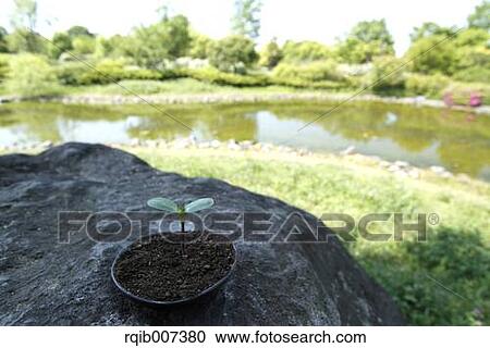 Stock Image - Sprouting leaves. Fotosearch