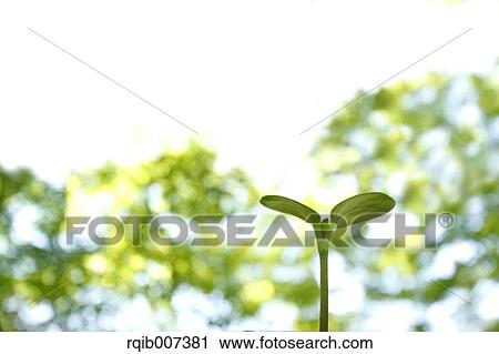 Stock Image - Sprouting leaves. Fotosearch