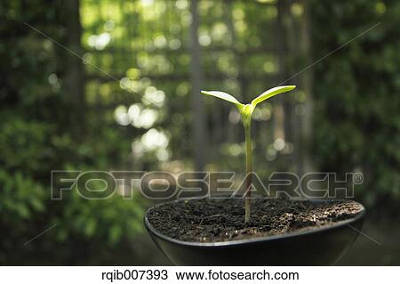Stock Image - Sprouting leaves. Fotosearch