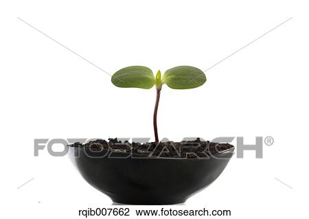 Sprouting leaves View Large Photo Image Stock Image - Sprouting leaves. Fotosearch