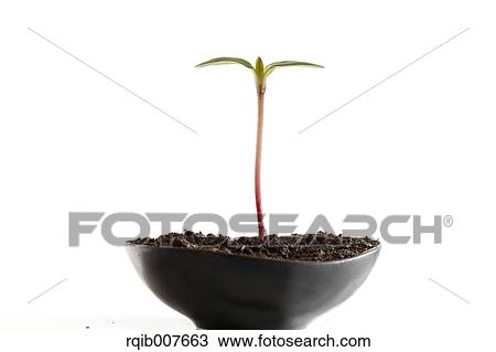 Sprouting leaves View Large Photo Image Stock Image - Sprouting leaves. Fotosearch