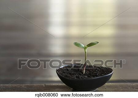 Sprouting leaves View Large Photo Image Stock Image - Sprouting leaves. Fotosearch