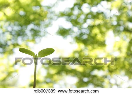 Sprouting leaves View Large Photo Image Stock Photo - Sprouting leaves. Fotosearch