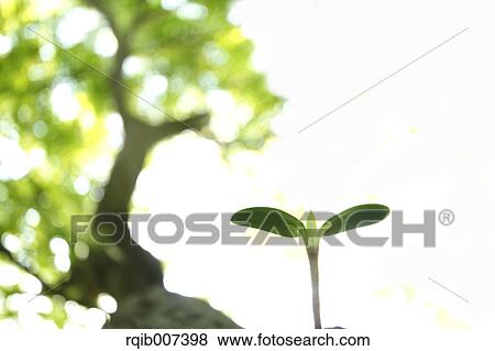Sprouting leaves View Large Photo Image Stock Photo - Sprouting leaves. Fotosearch