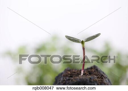 Sprouting leaves View Large Photo Image Stock Photo - Sprouting leaves. Fotosearch