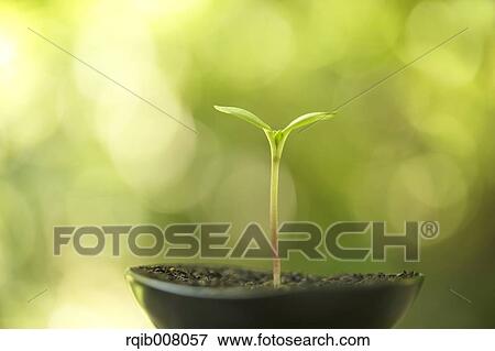Sprouting leaves View Large Photo Image Stock Photo - Sprouting leaves. Fotosearch
