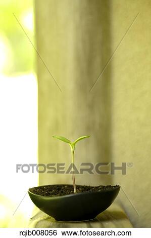 Sprouting leaves View Large Photo Image Stock Photograph - Sprouting leaves. Fotosearch