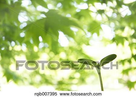 Sprouting leaves View Large Photo Image Stock Photography - Sprouting leaves. Fotosearch