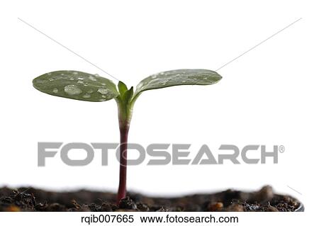 Sprouting leaves View Large Photo Image Stock Photography - Sprouting leaves. Fotosearch