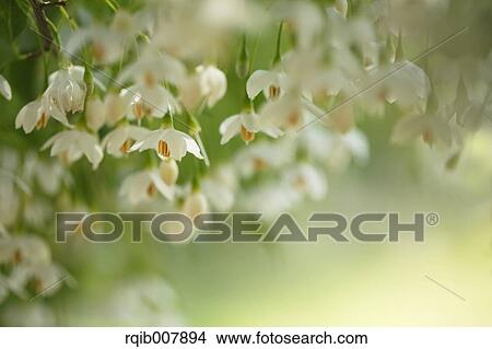 Storax View Large Photo Image Picture - Storax. Fotosearch