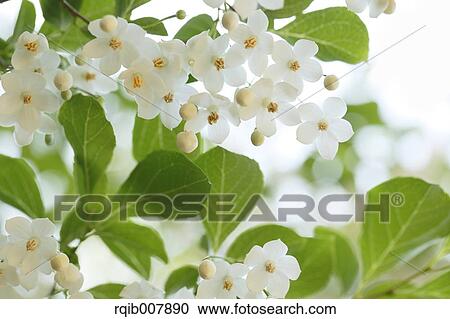 Storax View Large Photo Image Stock Image - Storax. Fotosearch