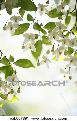Storax View Large Photo Image Stock Image - Storax. Fotosearch
