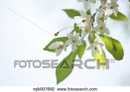 Storax View Large Photo Image Stock Image - Storax. Fotosearch