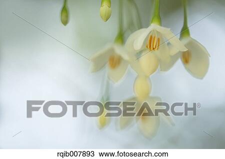 Storax View Large Photo Image Stock Image - Storax. Fotosearch