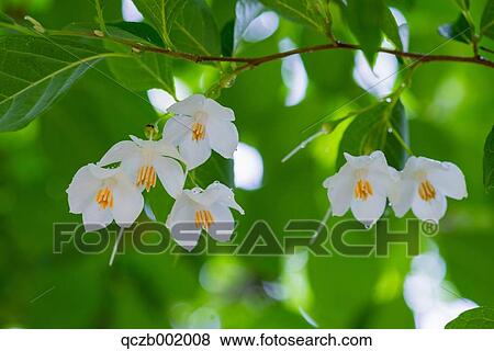 Storax View Large Photo Image Stock Photo - Storax. Fotosearch