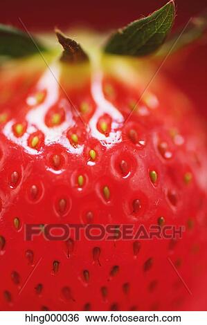 Strawberry View Large Photo Image Stock Photograph - Strawberry. Fotosearch