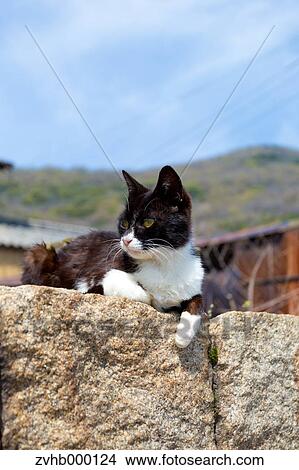 Picture - Stray Cat. Fotosearch