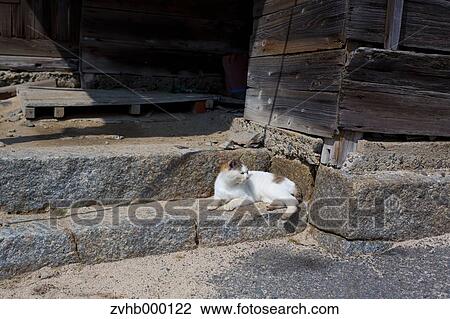 Stray Cat View Large Photo Image Stock Image - Stray Cat. Fotosearch