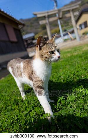 Stray Cat View Large Photo Image Stock Image - Stray Cat. Fotosearch