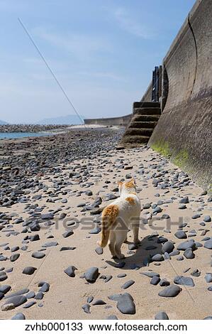Stray Cat View Large Photo Image Stock Image - Stray Cat. Fotosearch