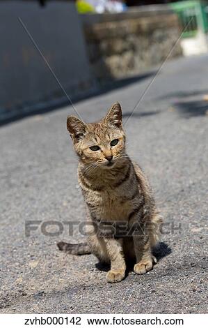 Stray Cat View Large Photo Image Stock Image - Stray Cat. Fotosearch