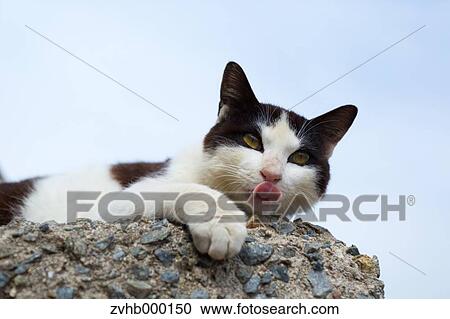 Stray Cat View Large Photo Image Stock Image - Stray Cat. Fotosearch