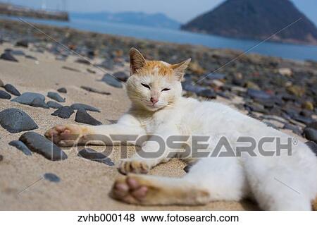 Stray Cat View Large Photo Image Stock Photo - Stray Cat. Fotosearch