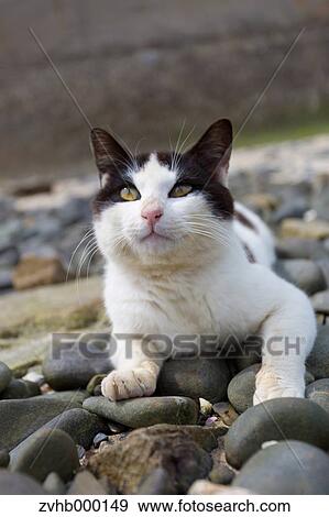 Stray Cat View Large Photo Image Stock Photo - Stray Cat. Fotosearch