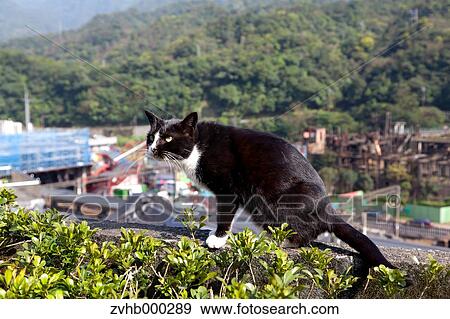 Stray cat View Large Photo Image Stock Photo - Stray cat. Fotosearch