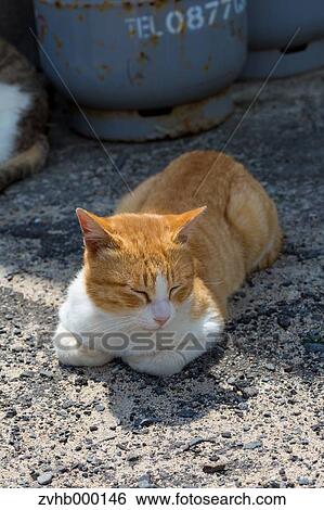 Stray Cat View Large Photo Image Stock Photograph - Stray Cat. Fotosearch