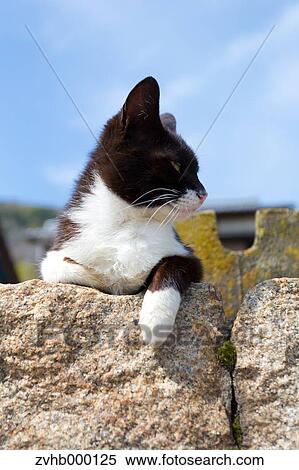 Stock Photography - Stray Cat. Fotosearch