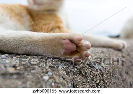 Stray Cat View Large Photo Image Stock Photography - Stray Cat. Fotosearch