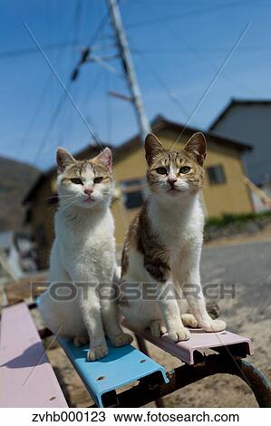 Stock Image - Stray Cats. Fotosearch