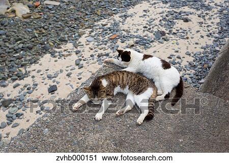 Stock Image - Stray Cats. Fotosearch