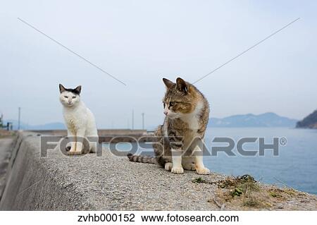 Stray Cats View Large Photo Image Stock Image - Stray Cats. Fotosearch