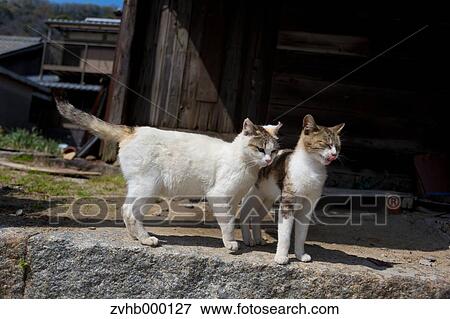 Stock Photo - Stray Cats. Fotosearch