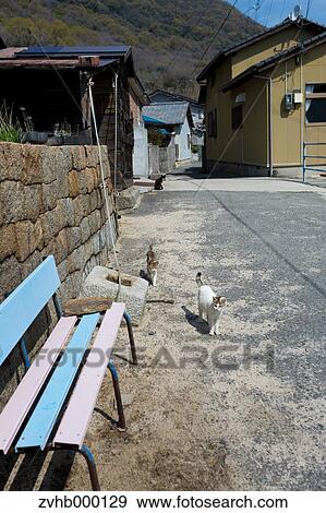 Stray Cats View Large Photo Image Stock Photo - Stray Cats. Fotosearch