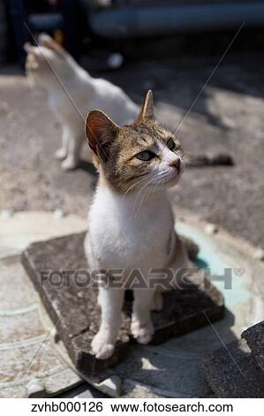 Stock Photograph - Stray Cats. Fotosearch