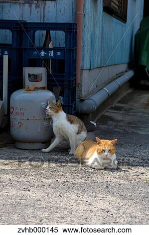 Stock Photography - Stray Cats. Fotosearch