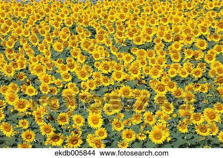 Sunflower Field View Large Photo Image Picture - Sunflower Field. Fotosearch