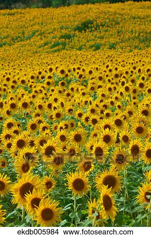 Sunflower field View Large Photo Image Picture - Sunflower field. Fotosearch