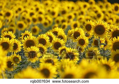 Sunflower field View Large Photo Image Picture - Sunflower field. Fotosearch