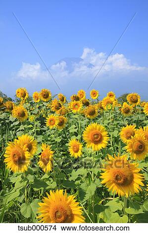 Picture - Sunflower field. Fotosearch