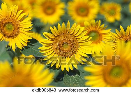 Sunflower Field View Large Photo Image Stock Image - Sunflower Field. Fotosearch