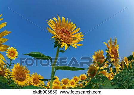 Sunflower Field View Large Photo Image Stock Image - Sunflower Field. Fotosearch